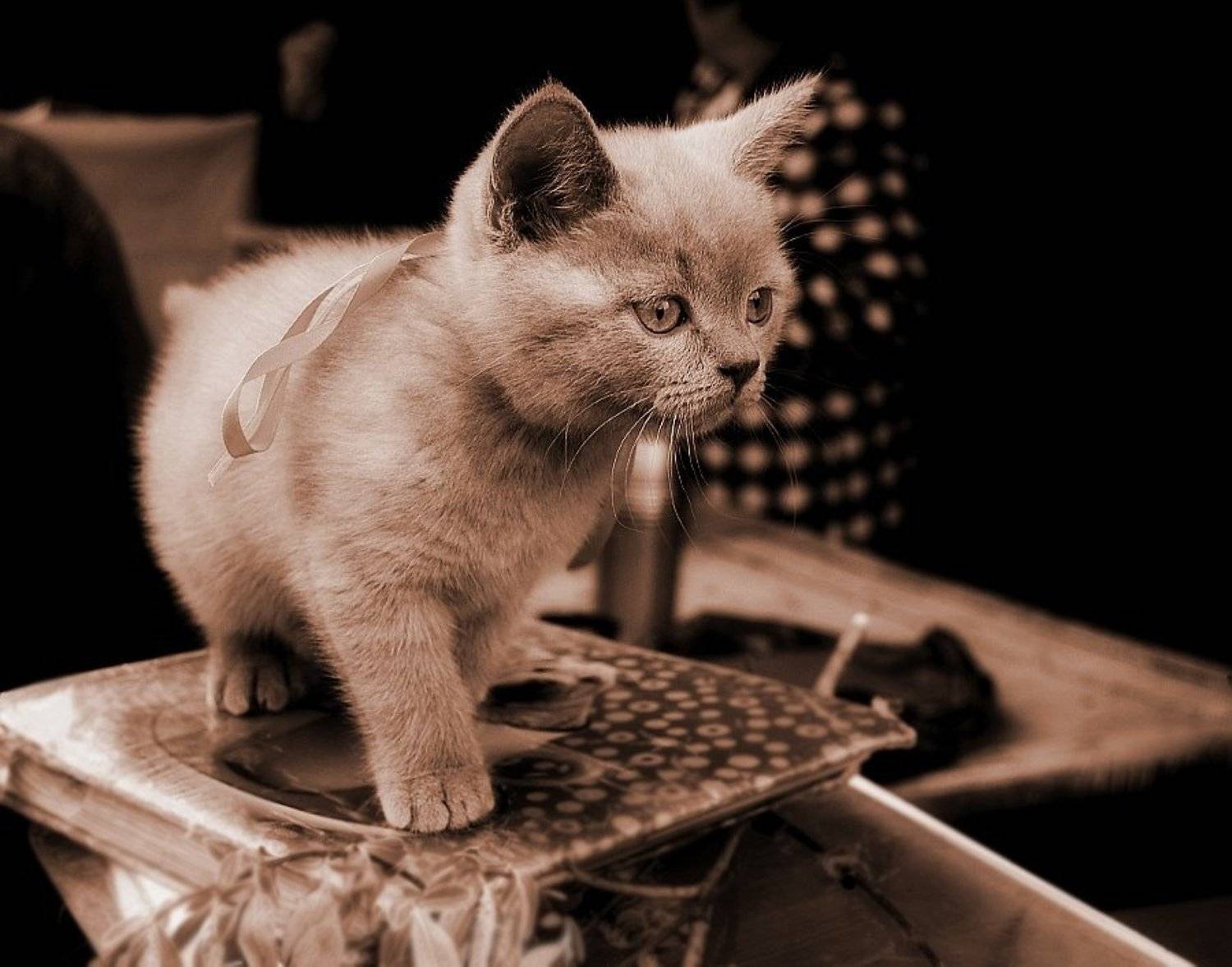 , Евгений Смердов