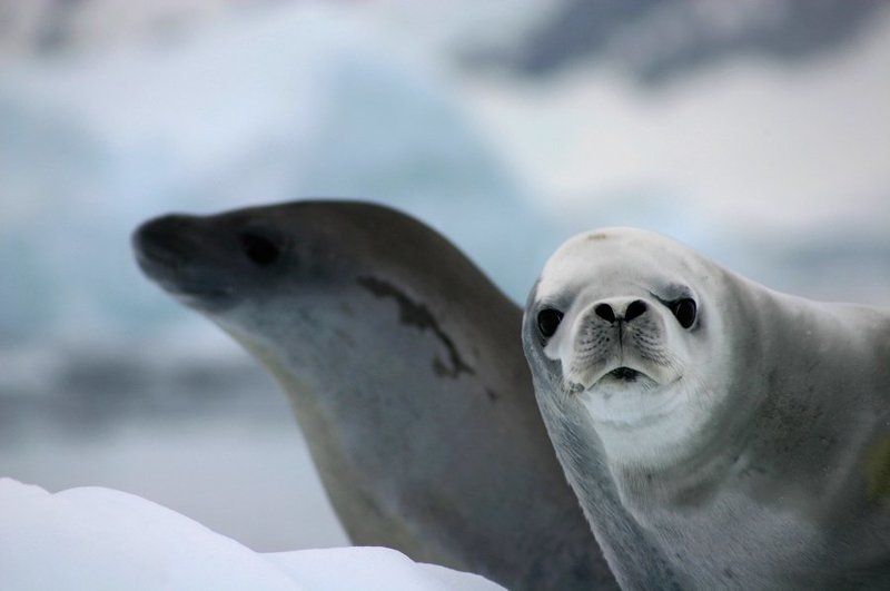 Seal фото превью