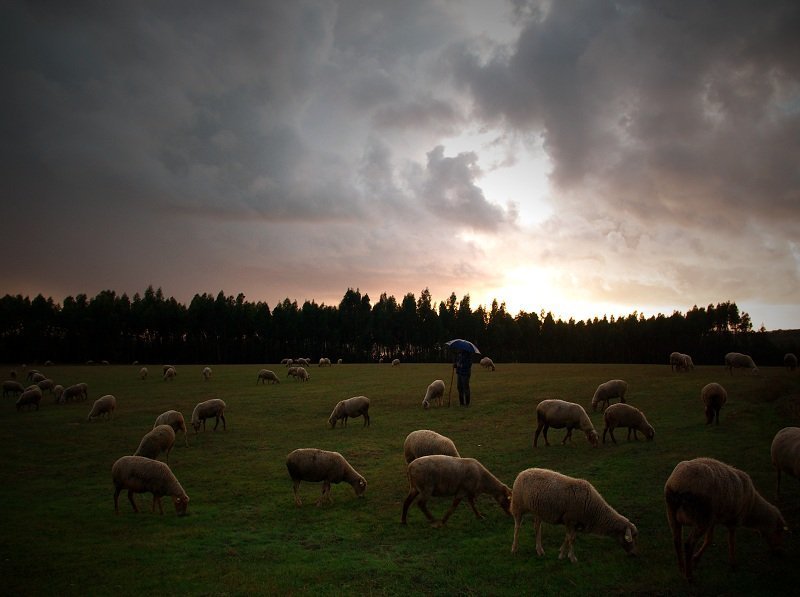 ...where sheep graze #2 фото превью
