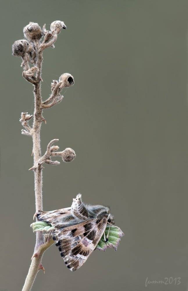 , Игорь ФУММ