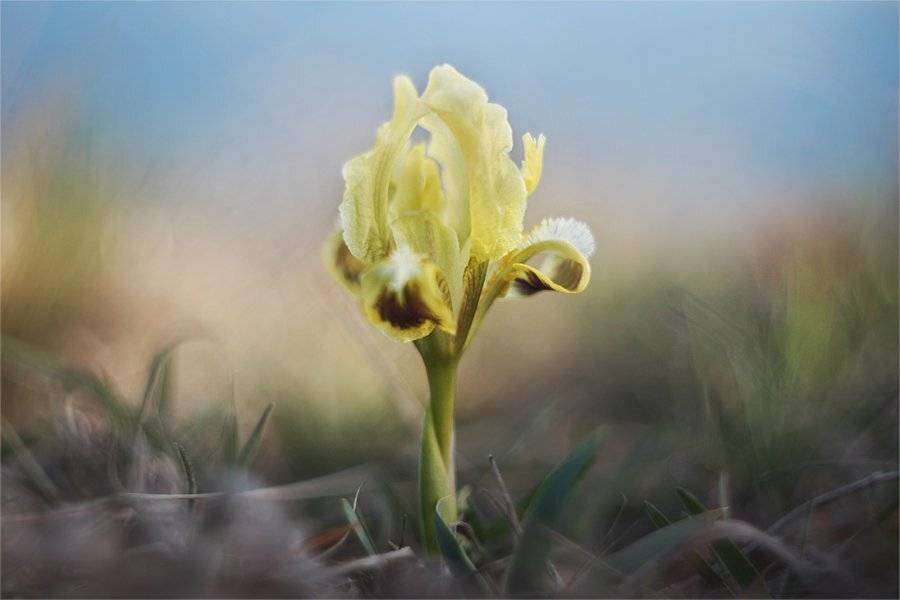 , Наталья Ова