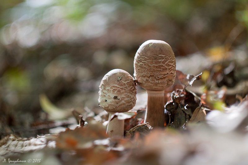 Зонтики фото превью