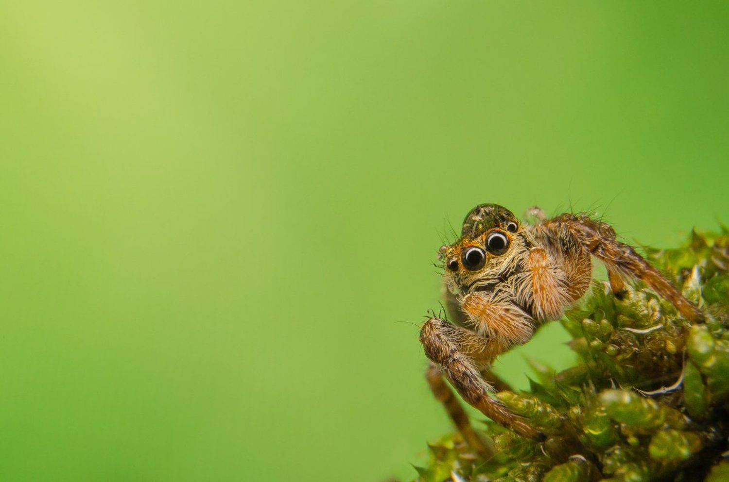 , Ренат Тугушев