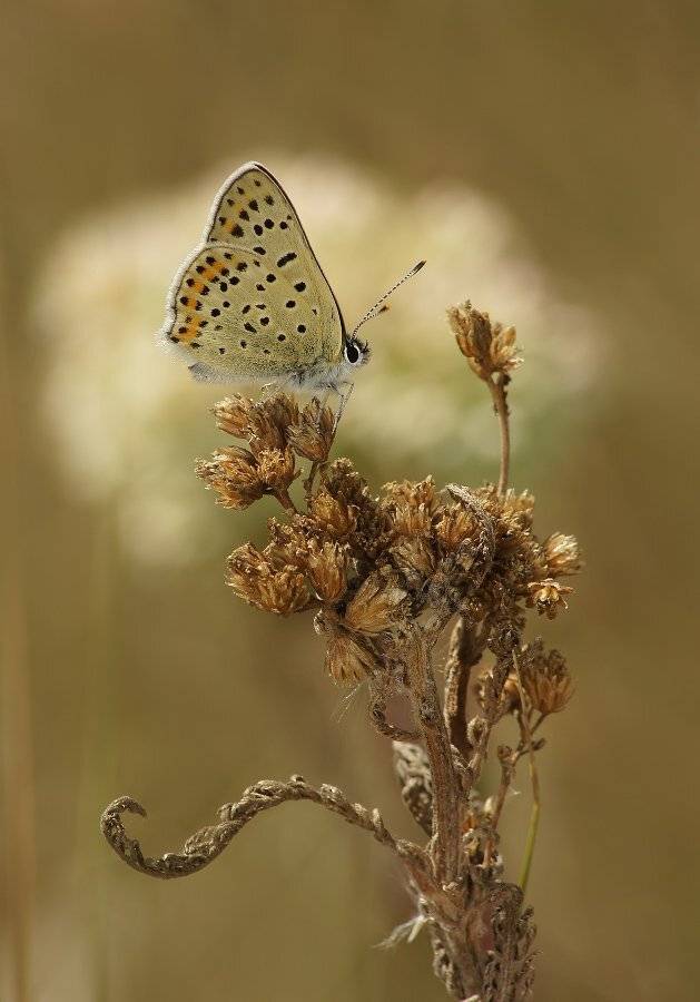 , Чепленко Алексей