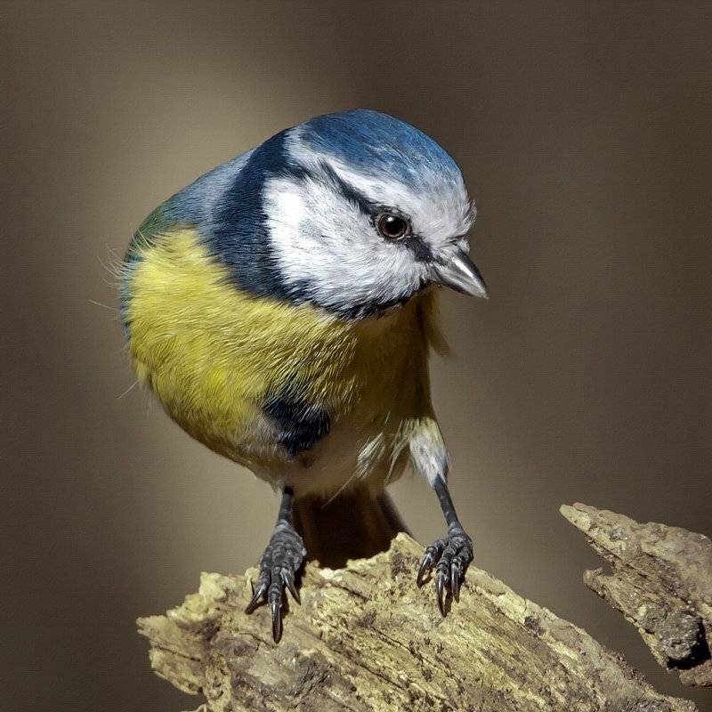 Лазоревка, Осень, Природа, Птицы, Фотоохота, Валерий Субачев