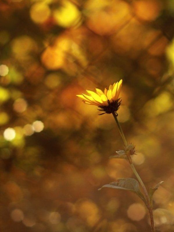 The Golden hour фото превью