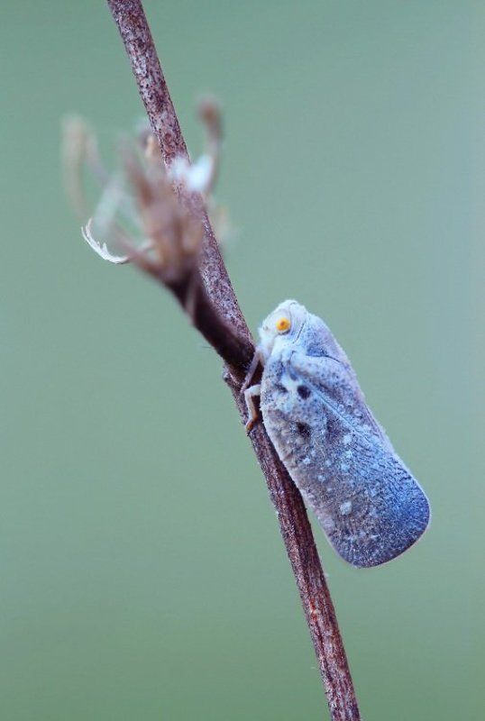 В инее фото превью