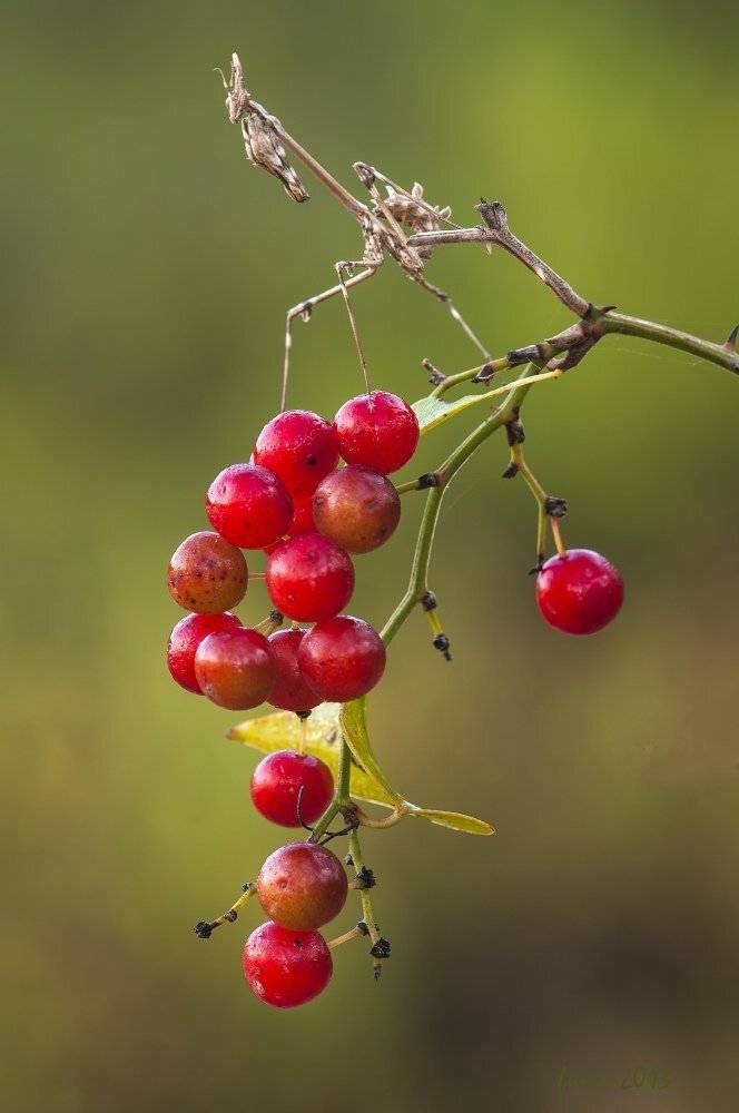 , Игорь ФУММ