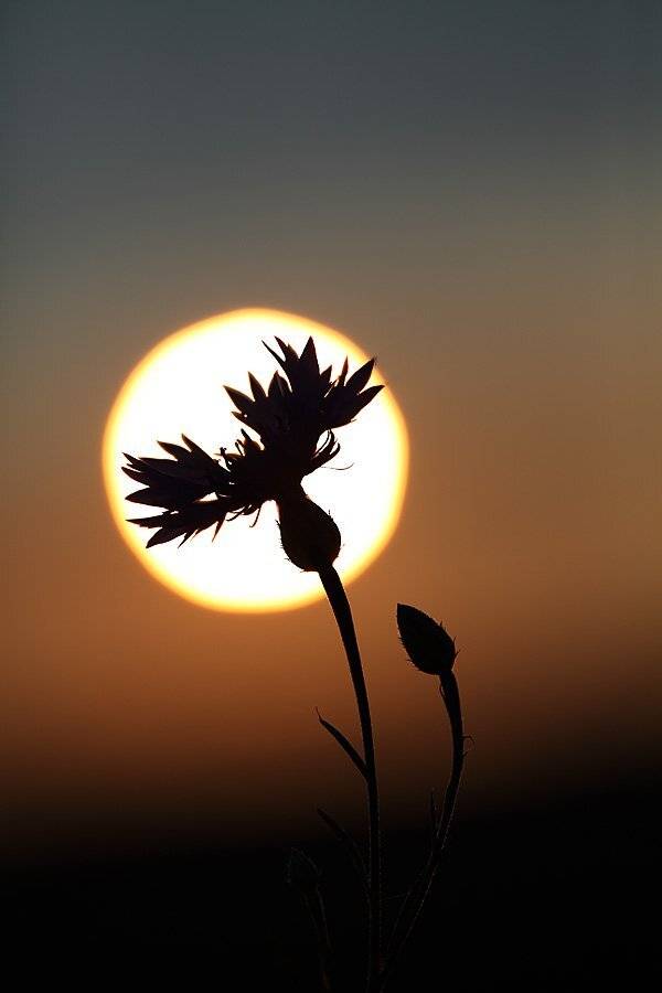 , Сергей Таланов