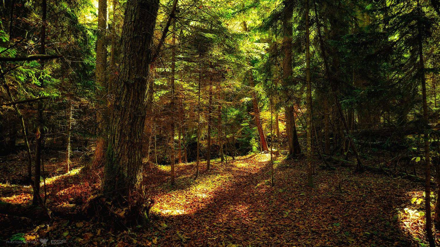 осень, лес, заповедник, природа, пейзаж, Serj Master