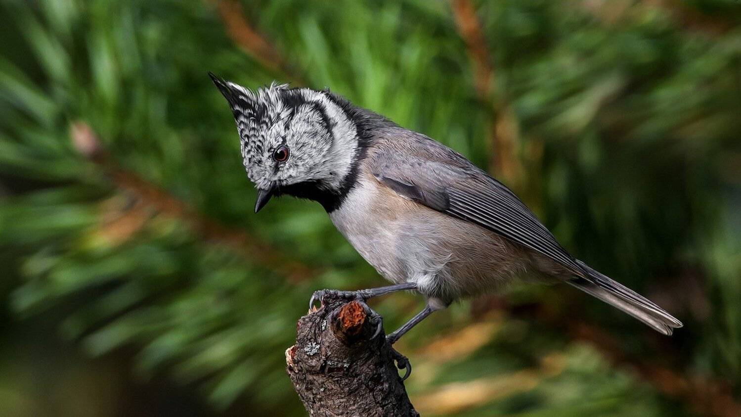 Гренадерка, Птицы, Хохлатая синица, Валерий Субачев