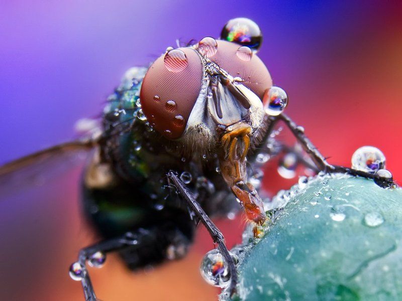 FLY фото превью
