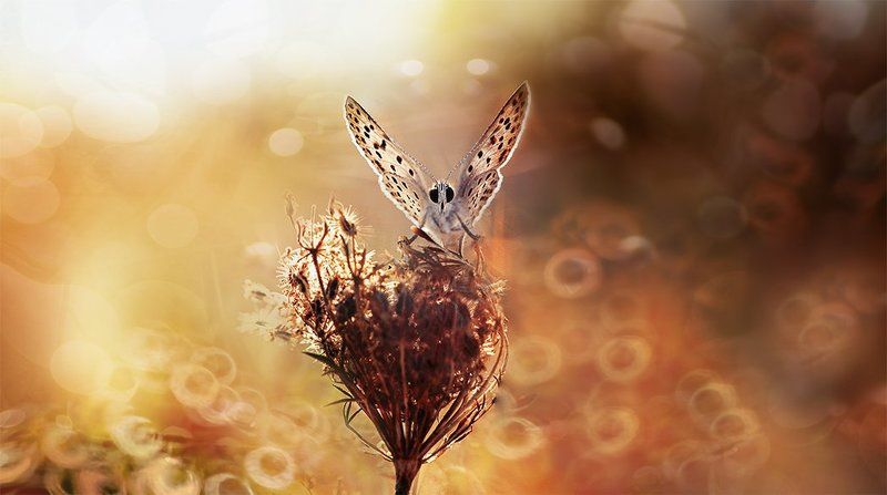 Butterfly фото превью