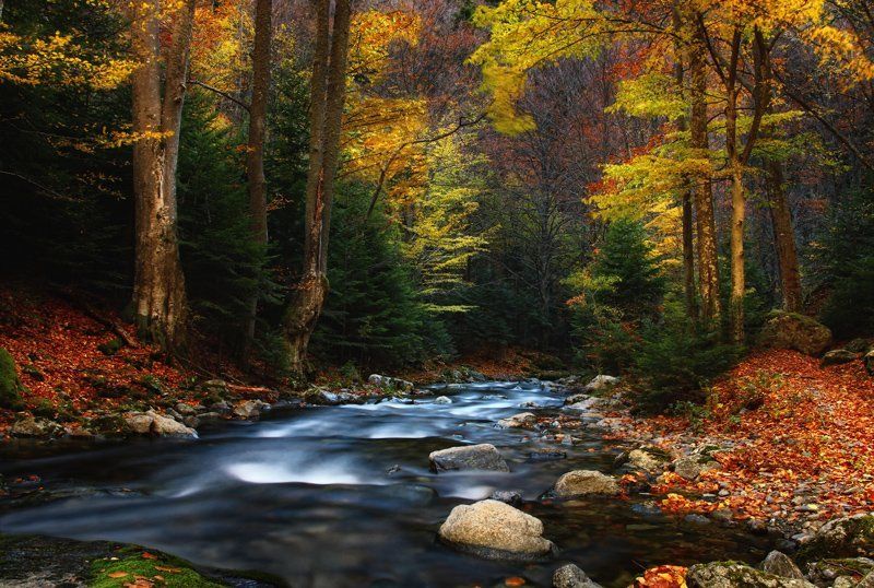 fall impressions фото превью