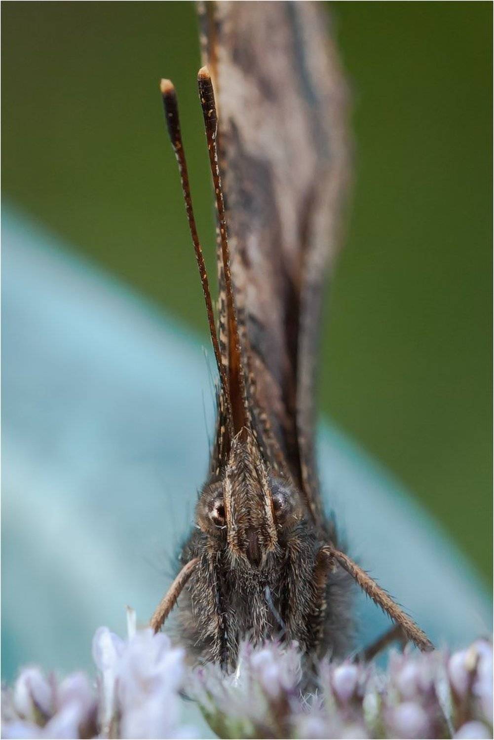 , Uncle_Vova (Владимир Веснин)