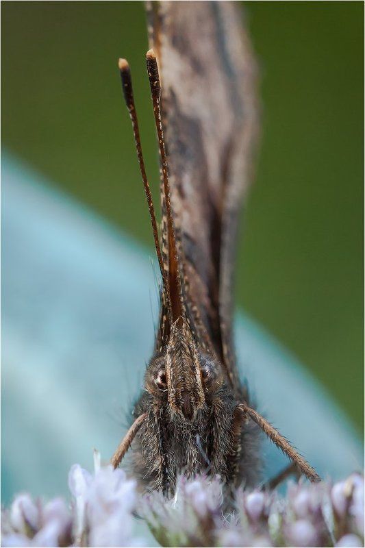 Эти глаза напротив... фото превью