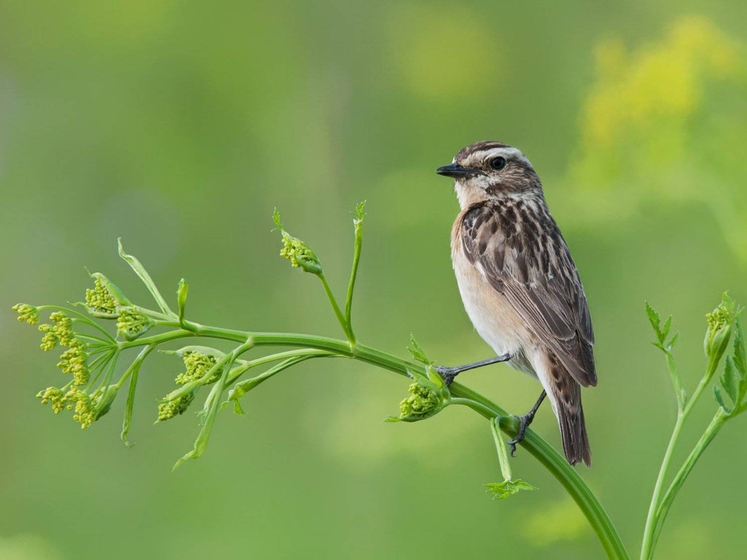 , Сергей Сильченков