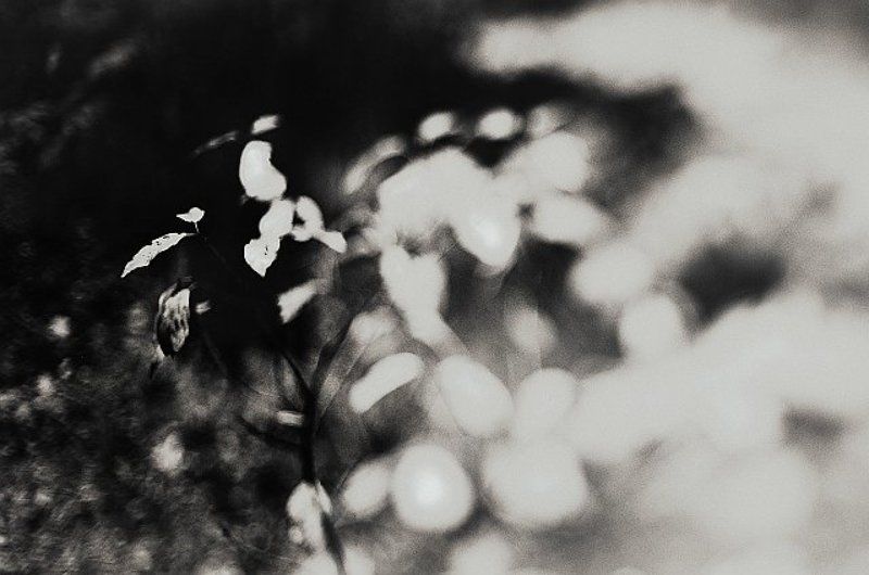 Процесс гниения фото превью