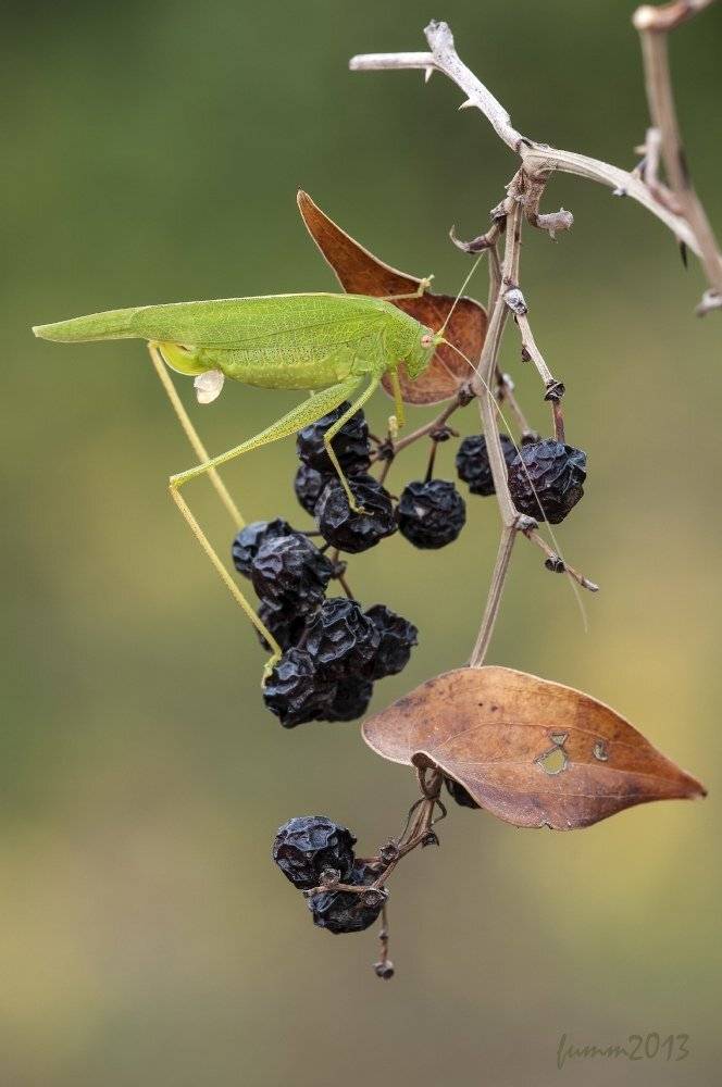 , Игорь ФУММ