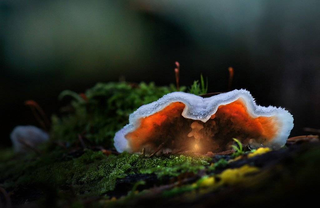 , Валерия Зверева