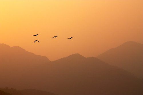 Цапли над озером Пхева. Непал.