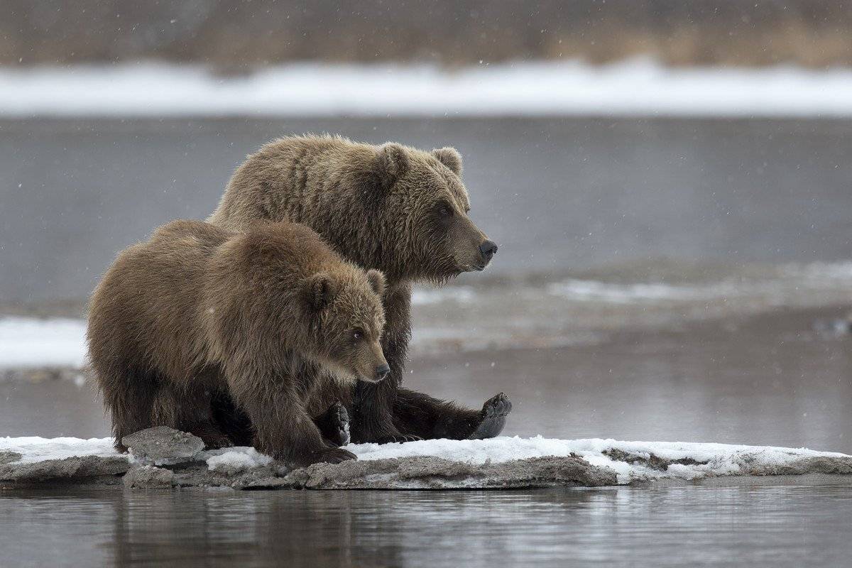 Бурый медведь, Камчатка дикая природа россии юж, Сергей Иванов, Сергей Иванов