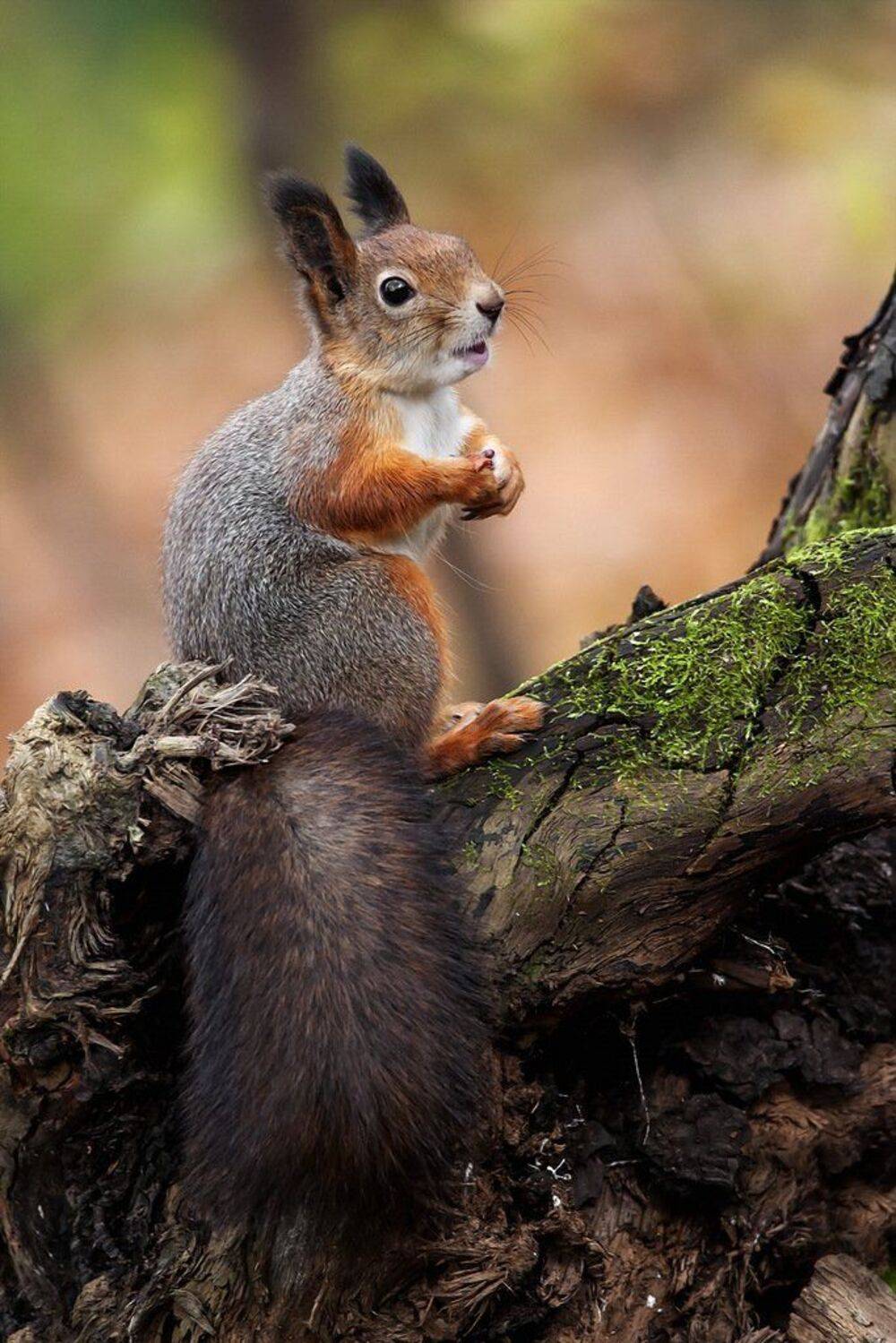, Валерий Субачев