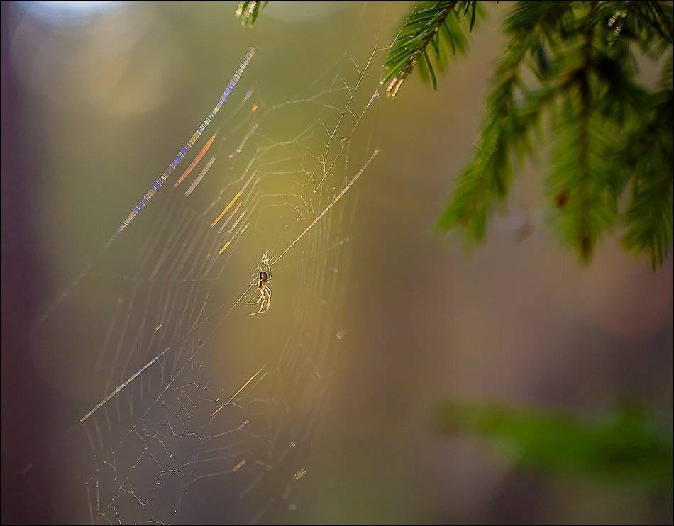, Бурлов Андрей