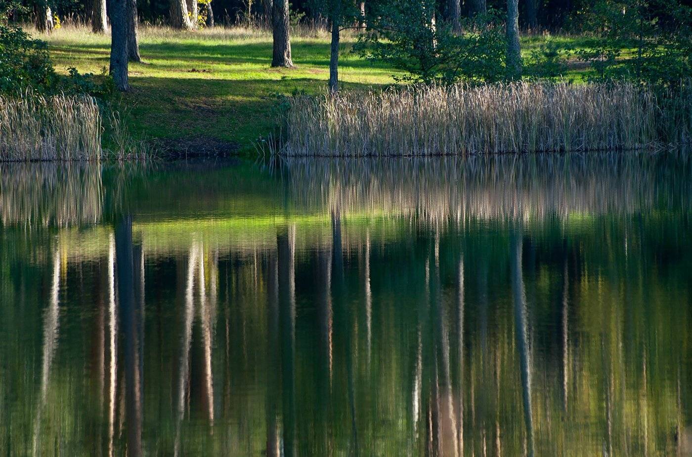 озеро, сосны, отражения, мещера, рязанская область, Валерий Пешков