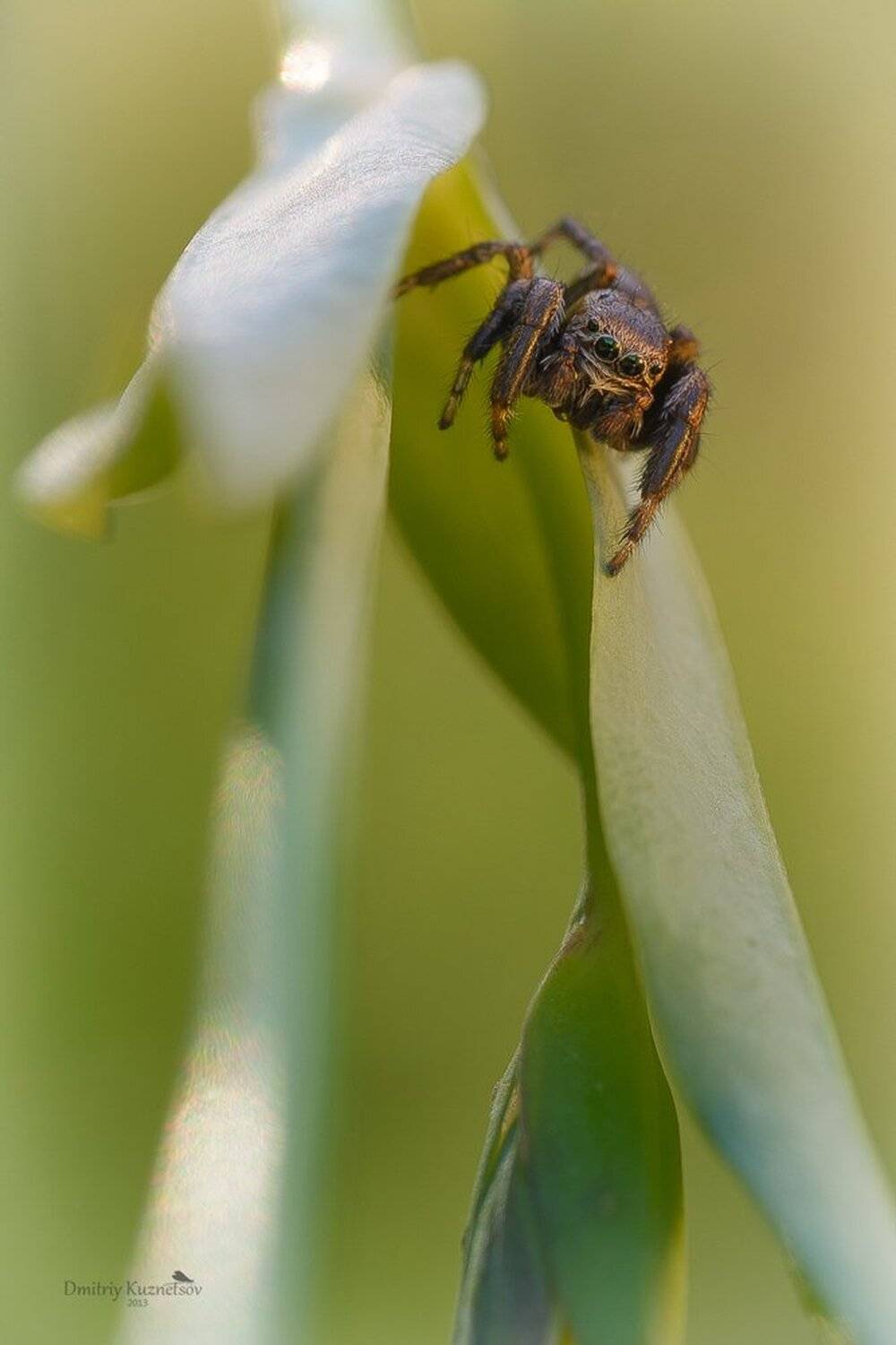 , Кузнецов Дмитрий