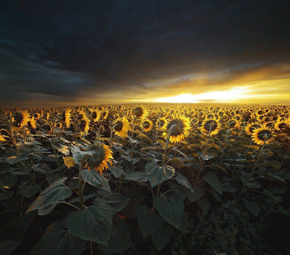 , Дeнис Бoдрoв