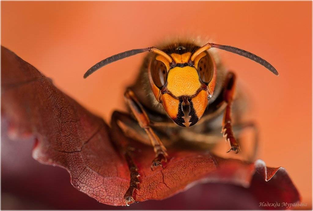 , Надежда Муравьёва