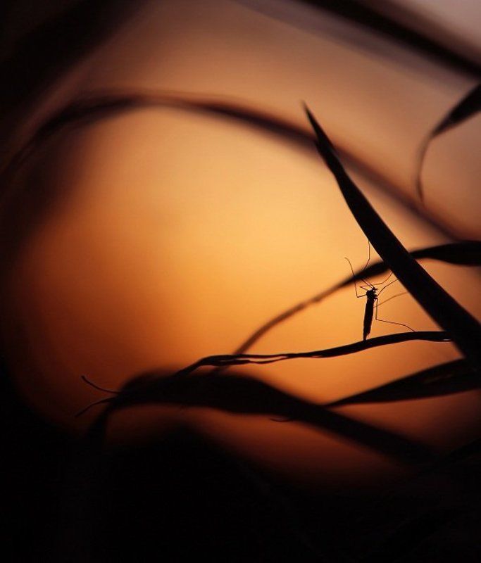 Комар на закате фото превью