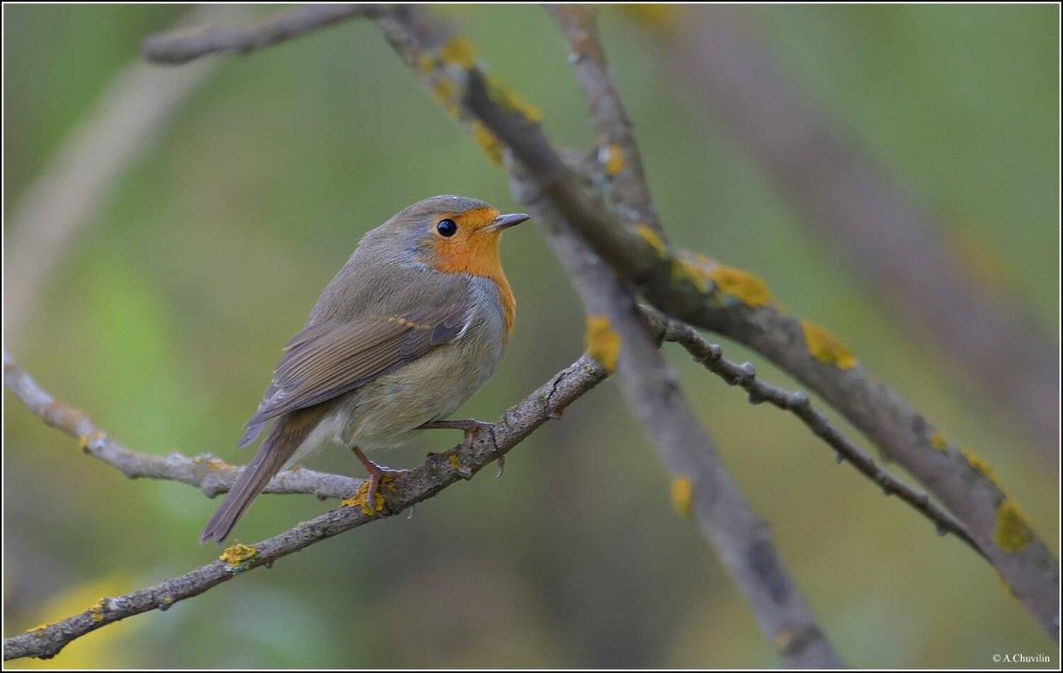 зарянка,птица, Александр Чувилин