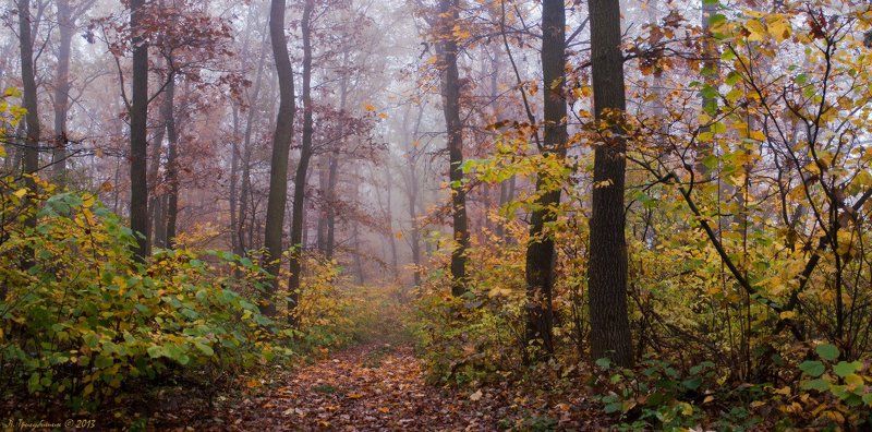 Утро в Ромаховом лесу фото превью