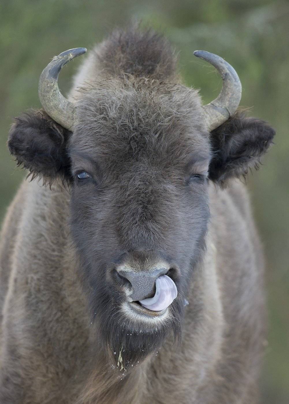 Брянский лес, Зубр, Сергей иванов, Сергей Иванов