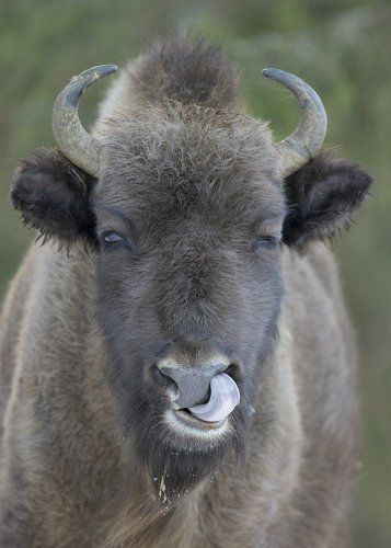 Умелый язычок