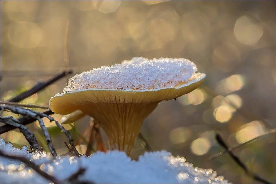 , Бурлов Андрей