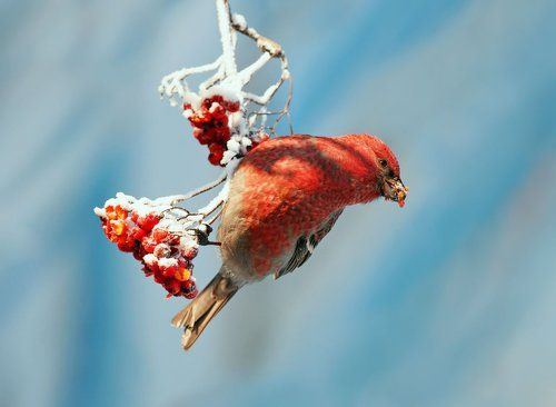 щуристая подвеска