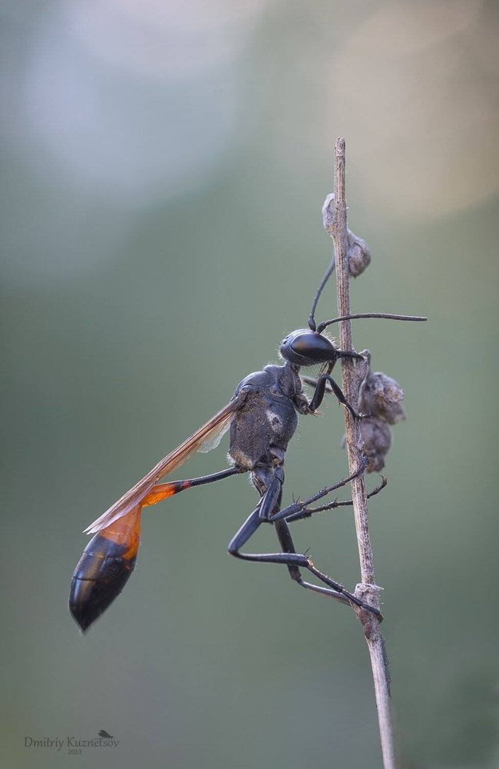 , Кузнецов Дмитрий