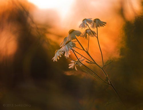 Flowesr on sunset
