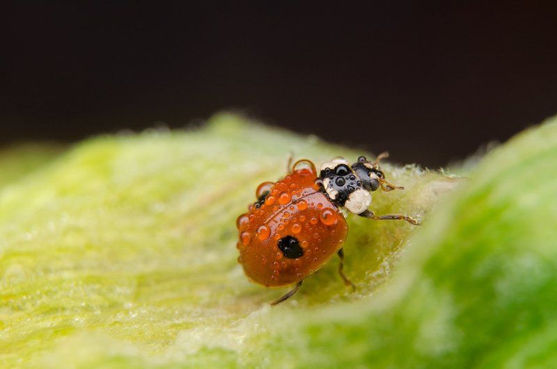 =) фото превью