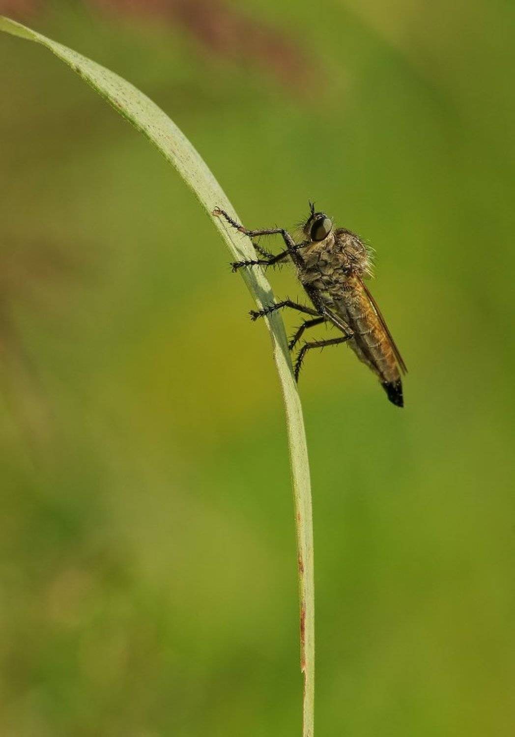 , Чепленко Алексей