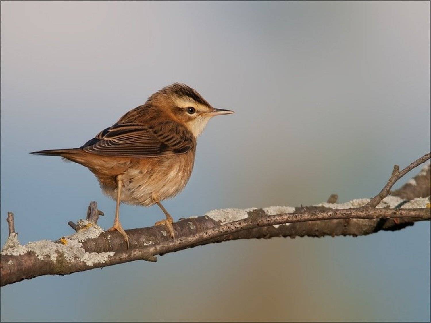 , Сергей Сильченков