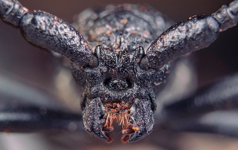 macro .... фото превью