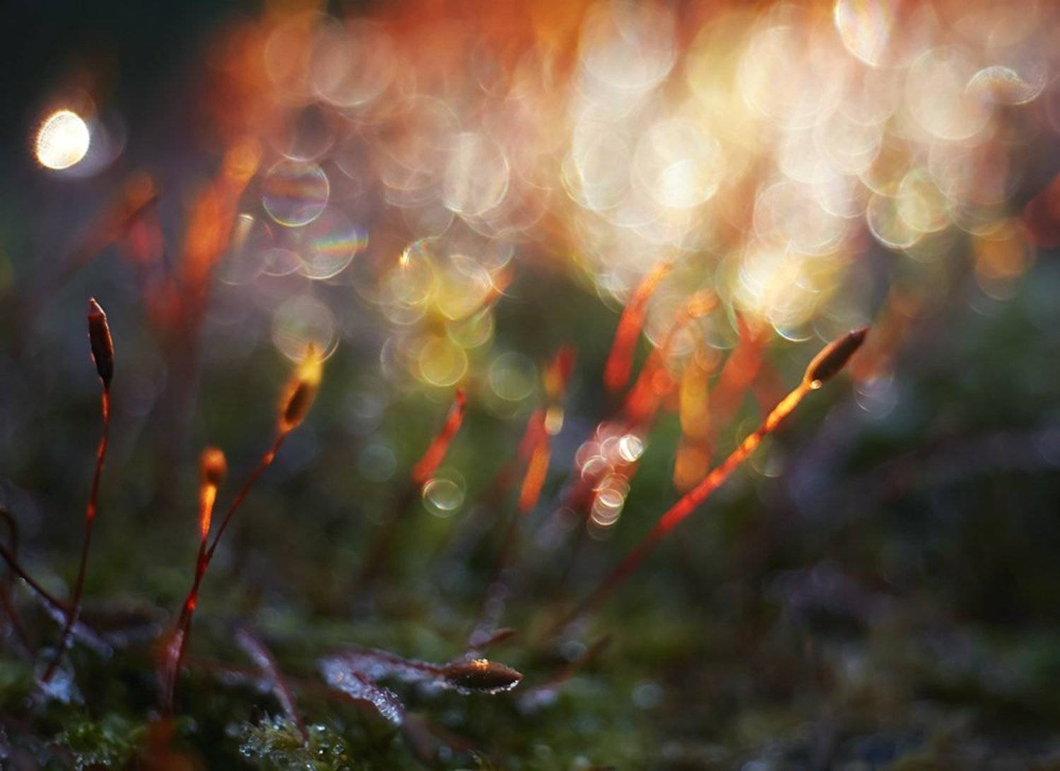 meyer optik gorlitz trioplan 17/, nikon 1j1, макро, мох, пламя, Alexey Gnilenkov