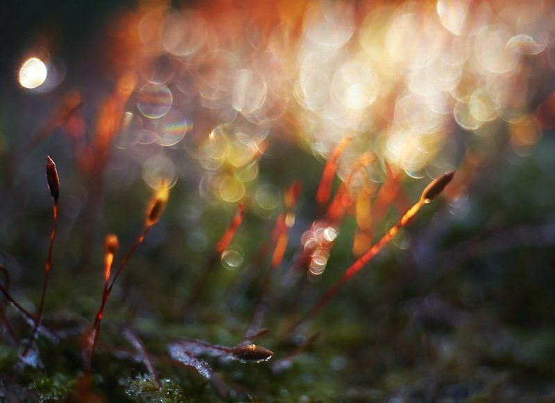 meyer optik gorlitz trioplan 17/, nikon 1j1, макро, мох, пламя Flame... фото превью