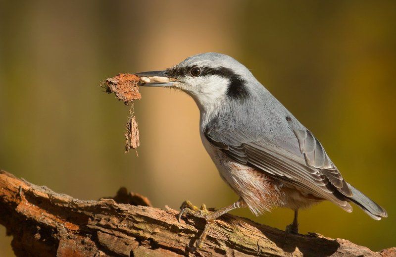поползень, птицы Запасливый. фото превью