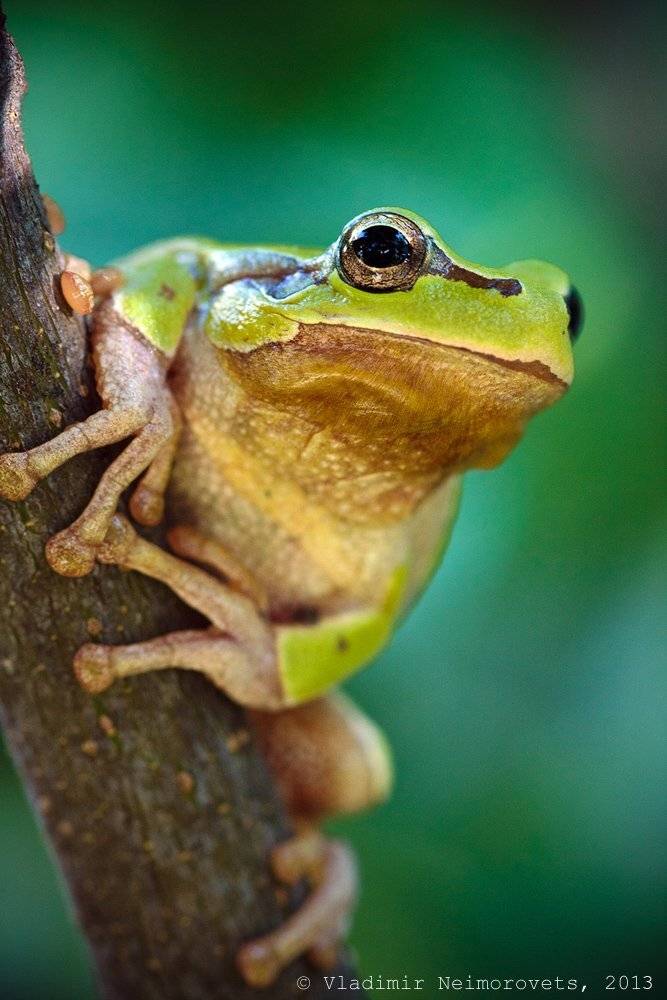 Hyla arborea schelkownikowi, Krasnodar territory, Norh-west caucasus, Квакша шелковникова, Краснодарский край, Vladimir Neimorovets