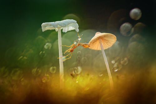 пересекать